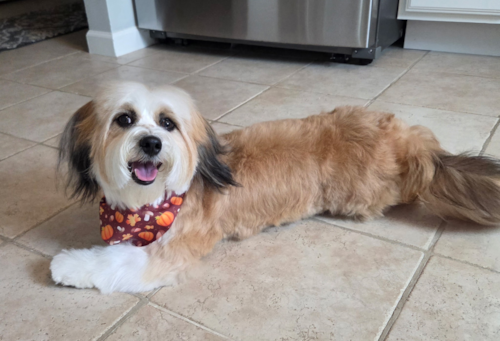 Energetic Aussie Bichon Designer Pup