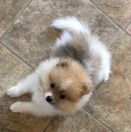 Fluffy Pomeranian Purebred Pup