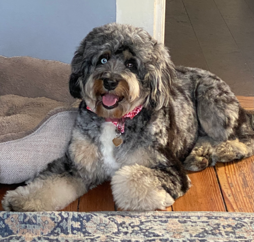 Playful Bernadoodle Poodle Mix Pup