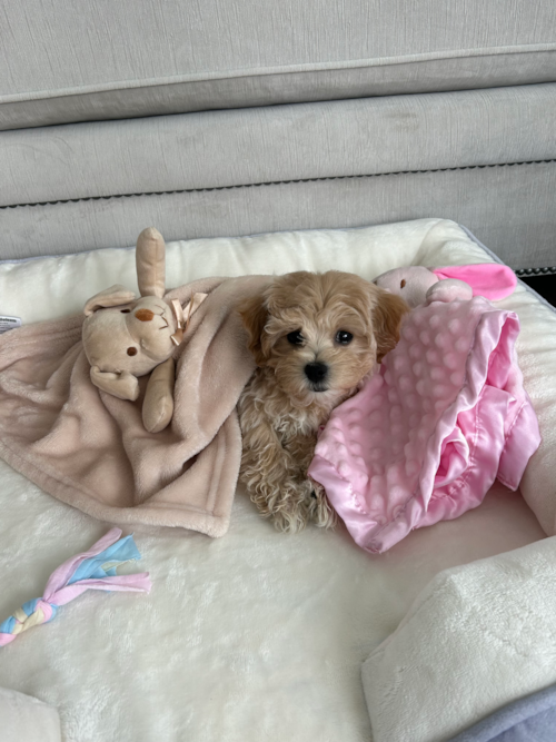 Little Maltepoo Poodle Mix Pup