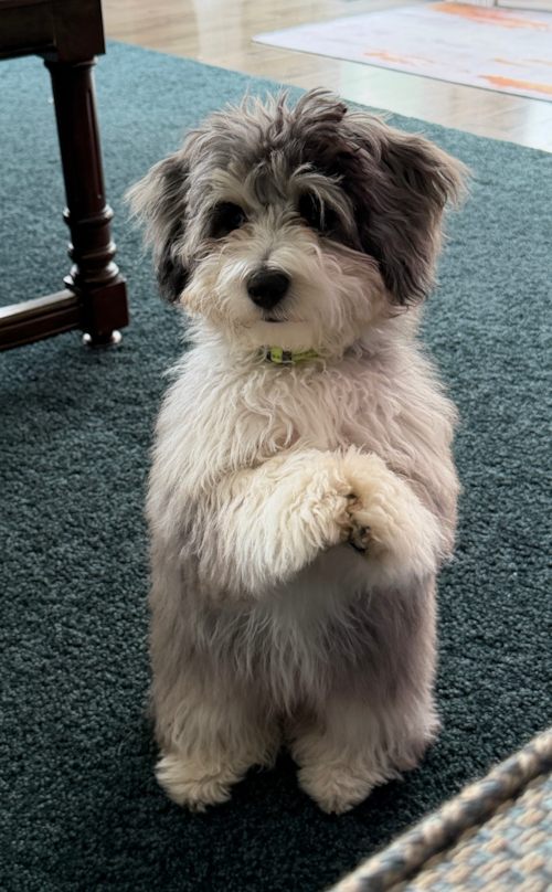Friendly Aussiechon Pup