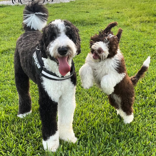 Playful Portuguese Water Dog Purebred Pup
