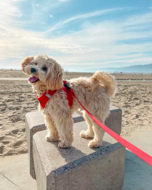 Energetic Maltepoo Poodle Mix Pup