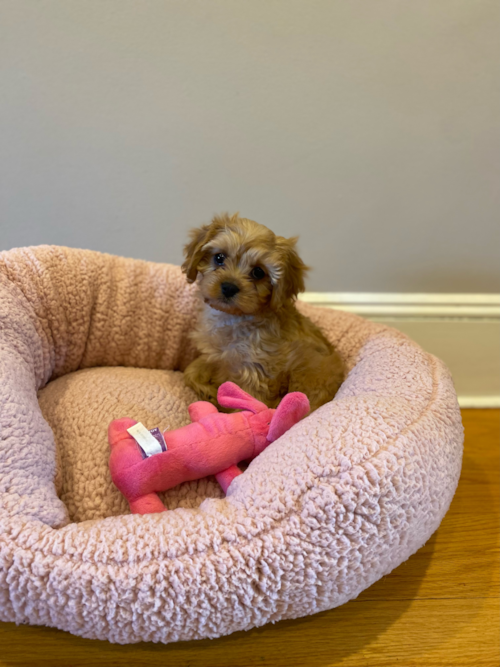 Sweet Cavapoo Pup in