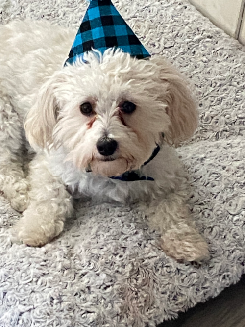 Maltipoo Being Cute