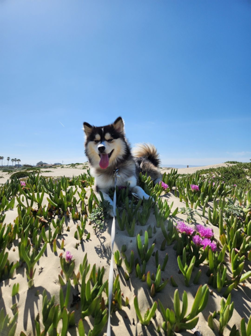 Friendly Pomsky Pup