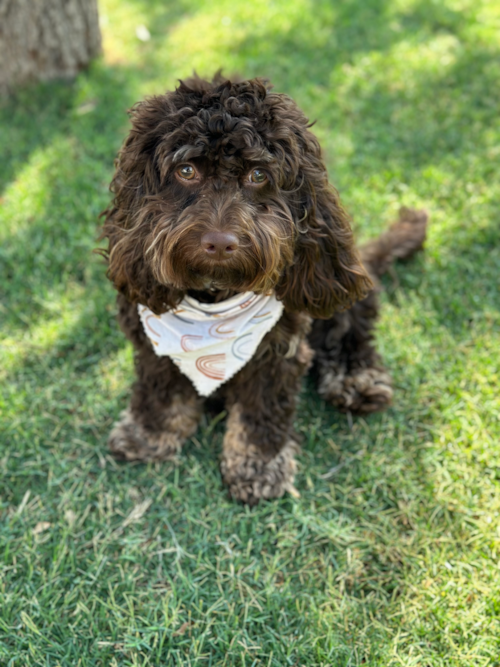 Cockapoo Being Cute