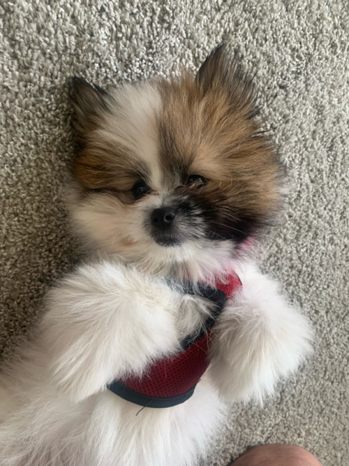 Shih Pom Being Cute