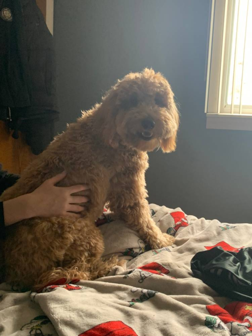 Sweet Mini Goldendoodle Pup in Inverness IL