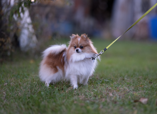 Sweet Pom Dog Purebred Pup