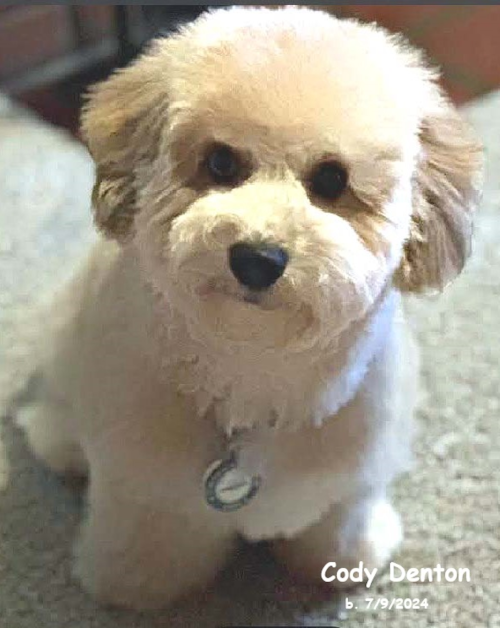 Poochon Pup