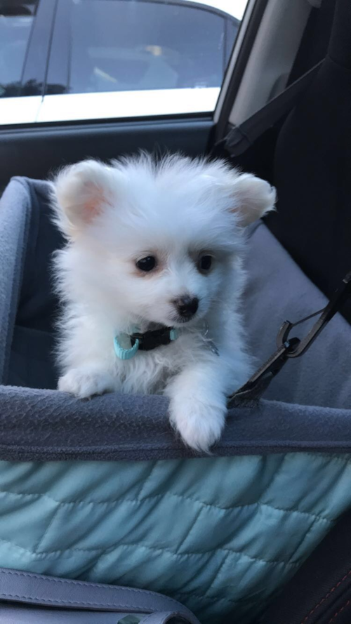 Pasadena Maltipom Pup