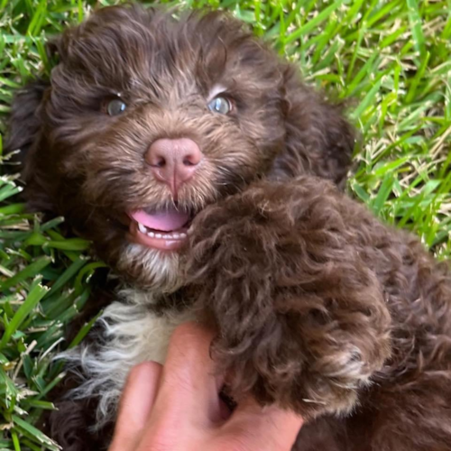 Happy Portuguese Water Dog Purebred Pup