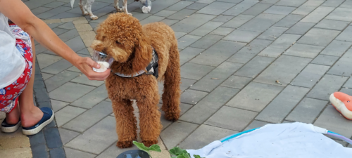 Mini Goldendoodle Being Cute