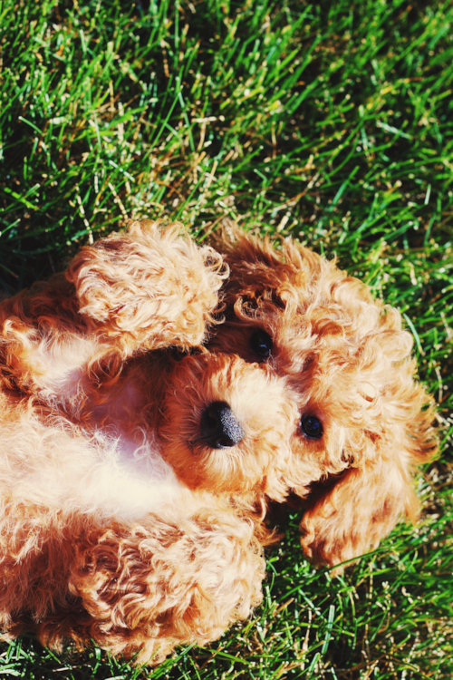 Howell Mini Goldendoodle Pup
