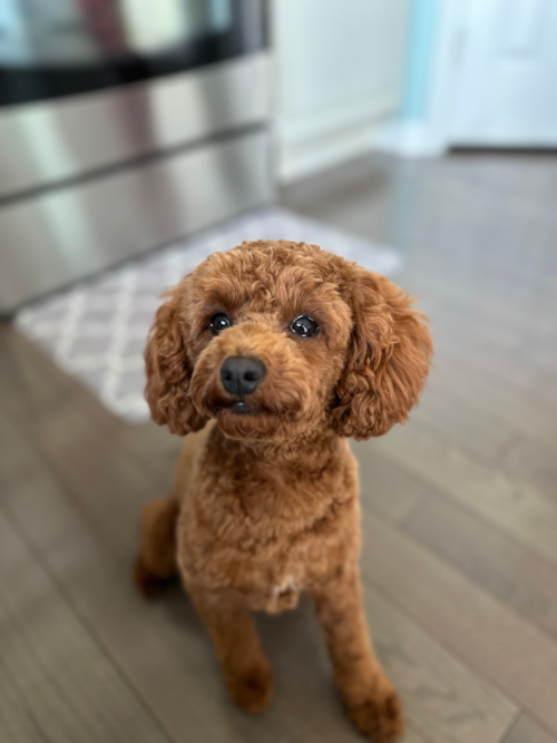 Cute Cavapoo Pup in