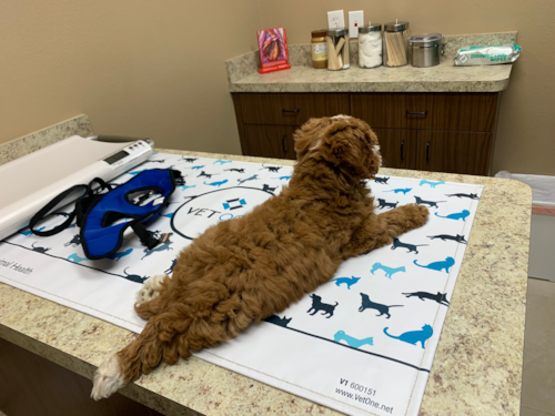 Petite Mini Goldendoodle Poodle Mix Pup