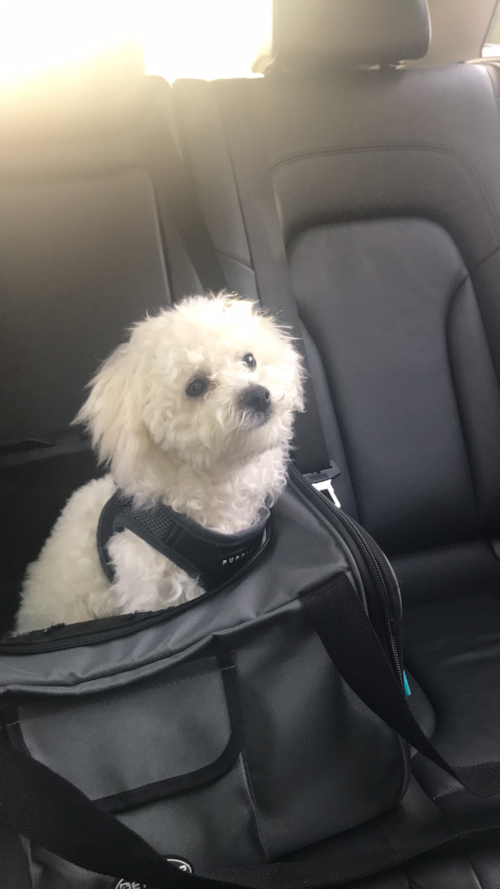 Smart Bichon Frise Pup in New Bedford MA