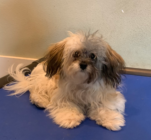 Petite Maltipoo Poodle Mix Pup