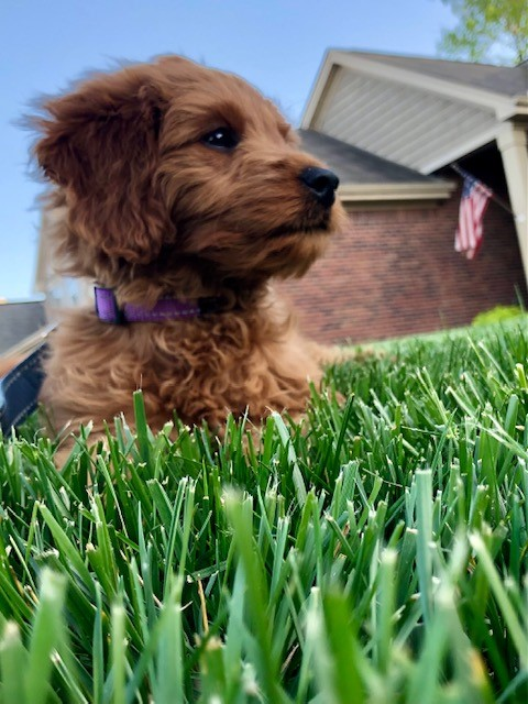 Happy Mini Goldendoodle Pup in Monroe OH