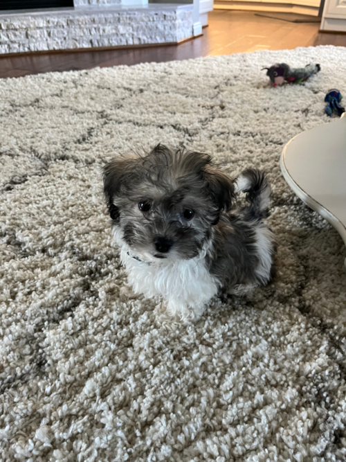 Energetic Havanese Designer Pup