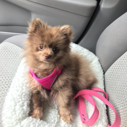 Little Pomeranian Pup
