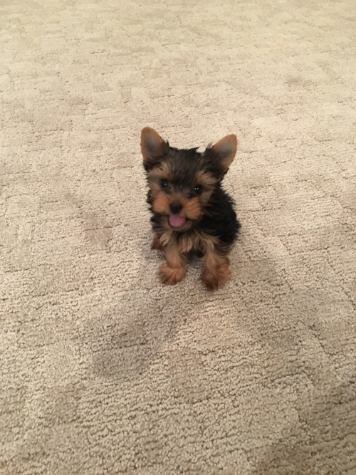 Happy Yorkshire Terrier Pup in Cranberry Township PA