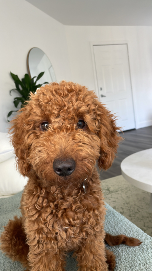 Fluffy Mini Goldendoodle Poodle Mix Pup