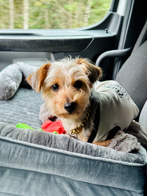 Adorable Yorkiedoodle Poodle Mix Pup