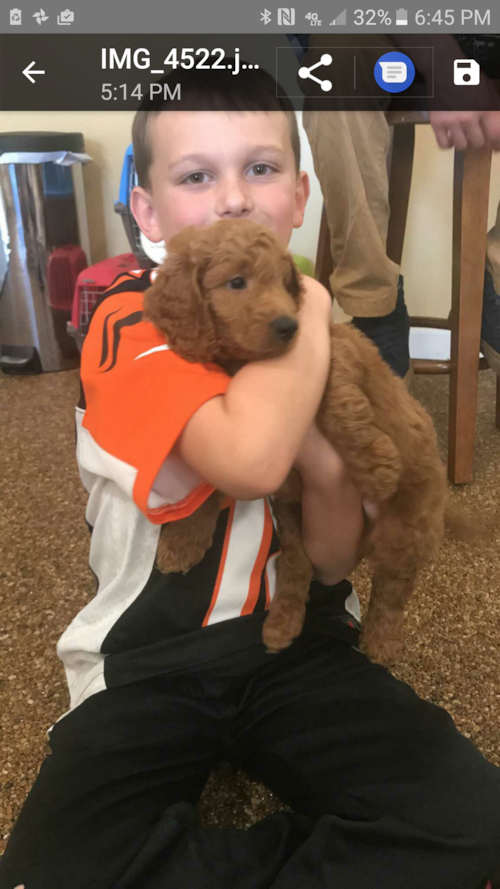 Friendly Mini Goldendoodle Pup in Alexandria OH