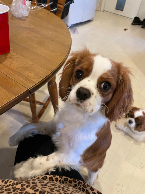Fluffy Cavalier King Charles Spaniel Pup in Upton MA