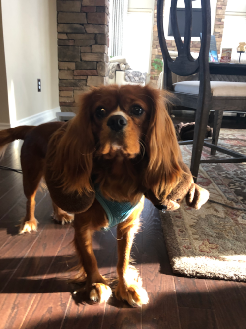 Commerce Township Cavalier King Charles Spaniel Pup