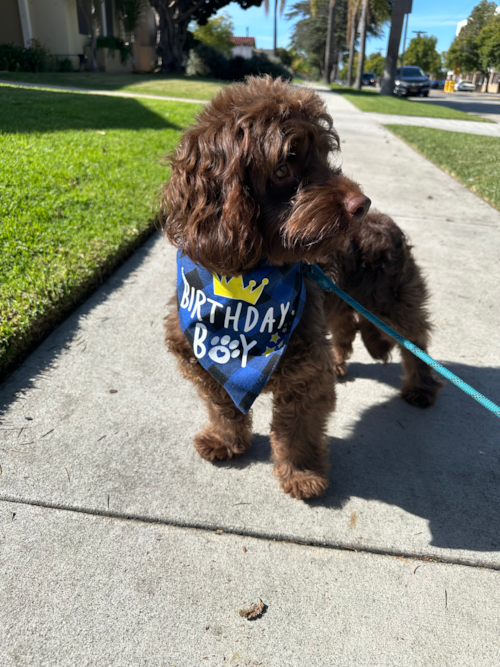 Adorable Cockerpoo Poodle Mix Pup