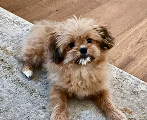 Fluffy Shih Pom Designer Pup