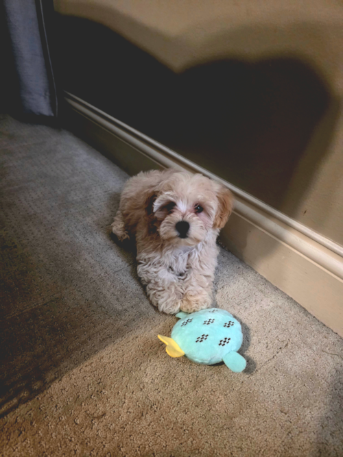 Smart Maltipoo Poodle Mix Pup