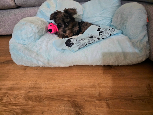 Energetic Yorkipoo Poodle Mix Pup