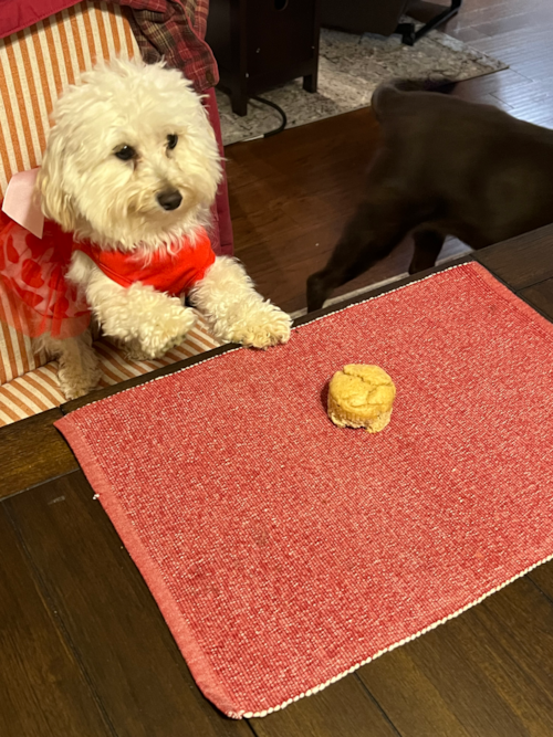 Cute Maltipoo Pup in