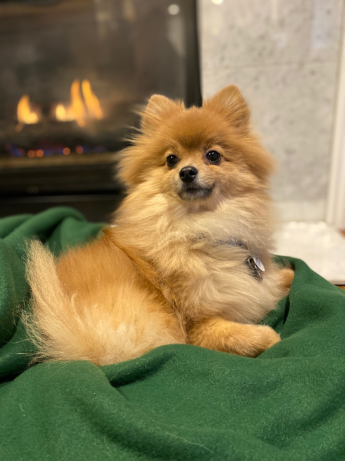 Akc Registered Pomeranian Purebred Pup