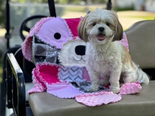 Happy Teddy Bear Pup