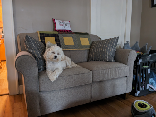 Little Maltese Poodle Poodle Mix Pup