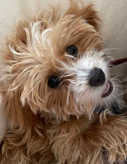 Happy Mini Labradoodle Pup