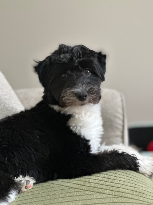 Mini Aussiedoodle Pup