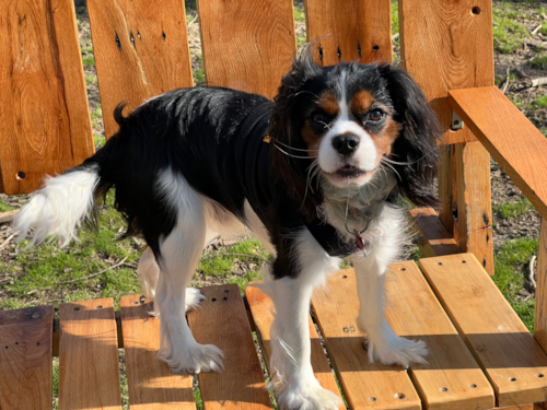 Cavalier King Charles Spaniel Pup