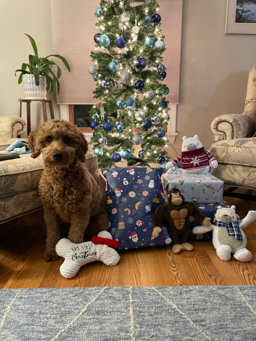 Happy Mini Goldendoodle Pup