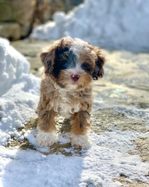 Cute Mini Aussiedoodle Pup in Weston CT