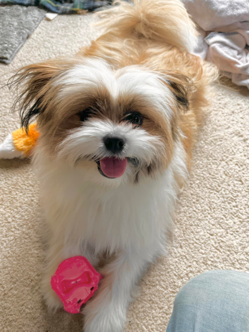 Happy Shih Pom Pup in