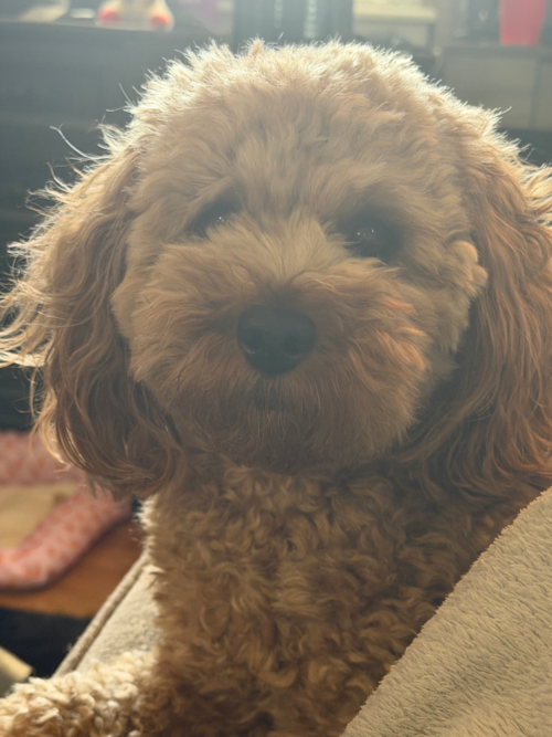 Smart Cavapoo Poodle Mix Pup