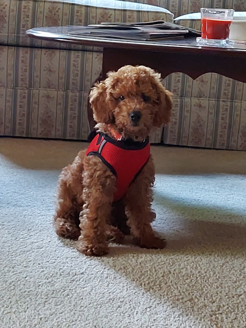 Friendly Mini Goldendoodle Pup in