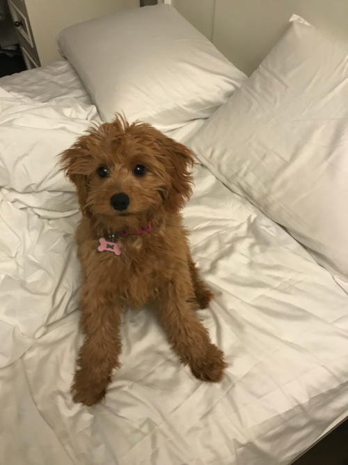 Beverly H Ills Mini Goldendoodle Pup