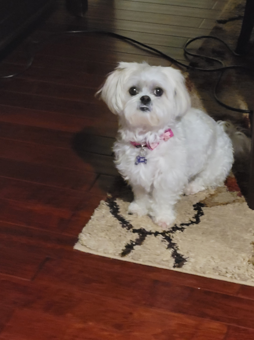 Havanese Being Cute